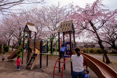 鶴ヶ島市運動公園　満開の桜と中型複合遊具