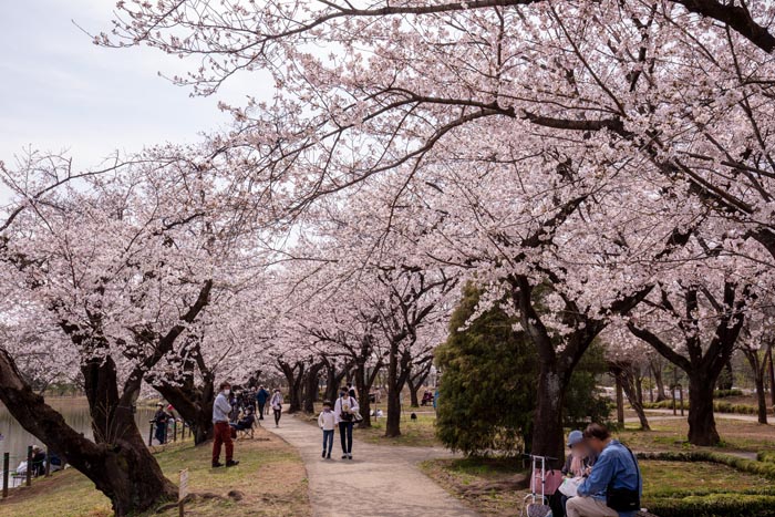 鶴ヶ島市運動公園　満開の桜　太田ヶ谷沼の西側　桜の広場