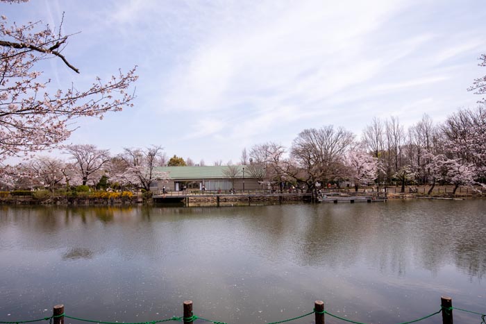 鶴ヶ島市運動公園　満開の桜　太田ヶ谷沼の東側　西岸から見た東岸　パークセンター