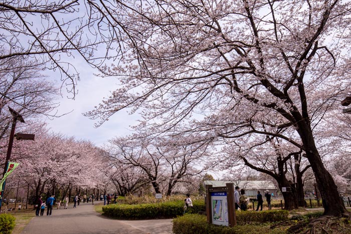 鶴ヶ島市運動公園　満開の桜　太田ヶ谷沼の北側角　入口前