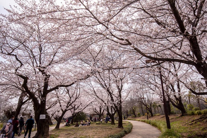 鶴ヶ島市運動公園　満開の桜　太田ヶ谷沼の西側　桜の広場