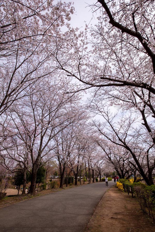 鶴ヶ島市運動公園　満開の桜　太田ヶ谷沼の北側