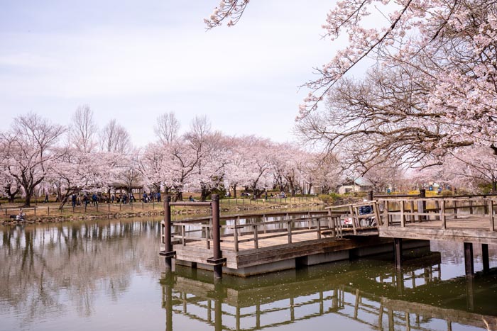 鶴ヶ島市運動公園　満開の桜　太田ヶ谷沼の東側　木製デッキ