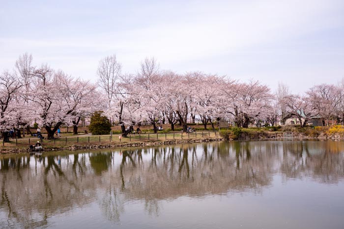 鶴ヶ島市運動公園　満開の桜　太田ヶ谷沼の北側　東岸から見た西岸