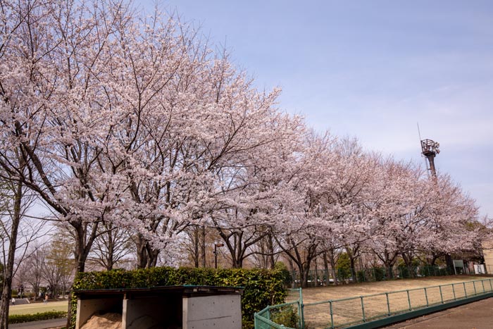 鶴ヶ島市運動公園　満開の桜　スポーツ施設の周囲　メイングラウンド脇の桜