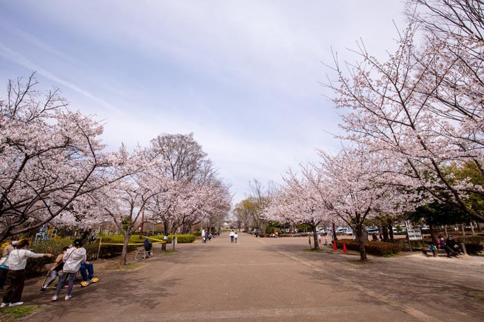 鶴ヶ島市運動公園　満開の桜　エントランス