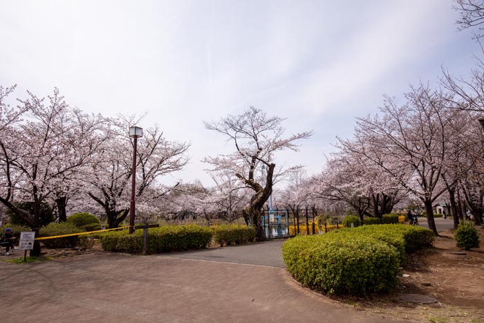 鶴ヶ島市運動公園　満開の桜　エントランス・プロムナード