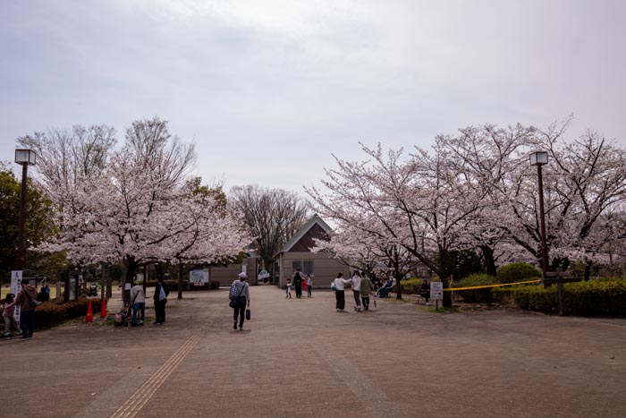 鶴ヶ島市運動公園　満開の桜　エントランス・プロムナード