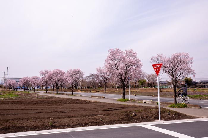 鶴ヶ島市運動公園　満開の桜　公園アクセス道路