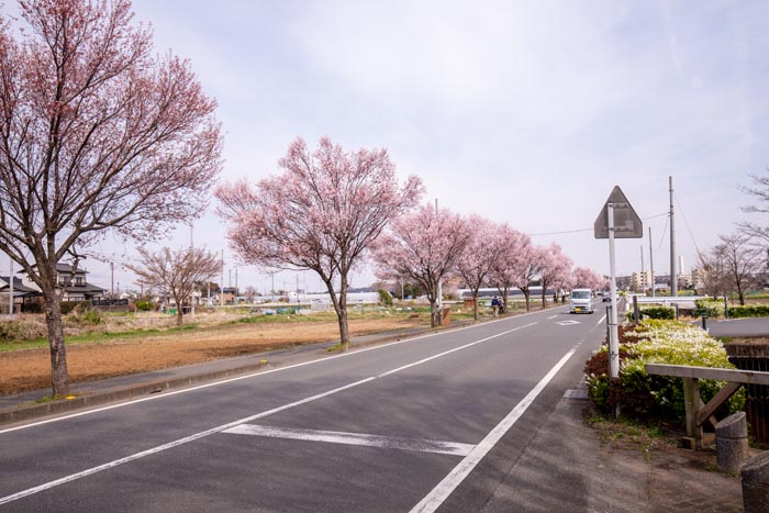 鶴ヶ島市運動公園　満開の桜　公園アクセス道路