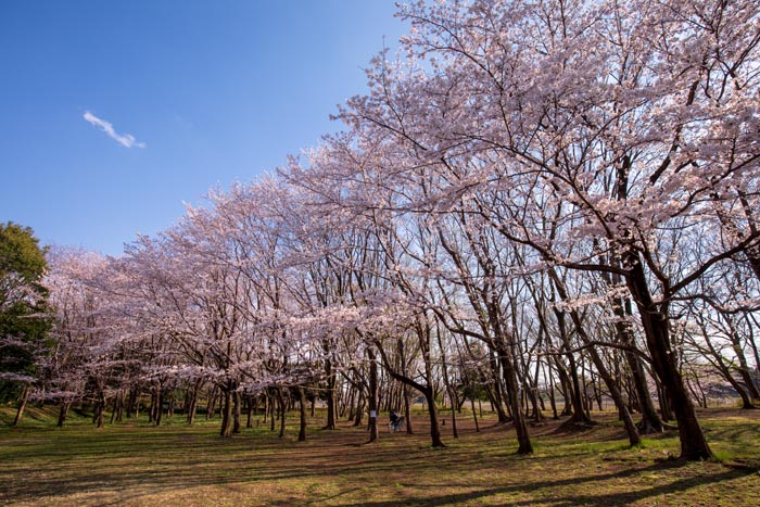 内牧公園　2020年の桜
