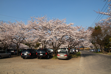 内牧公園（春日部市）桜