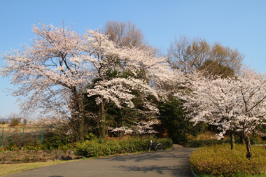内牧公園（春日部市）桜