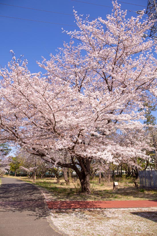 和光樹林公園　満開の桜