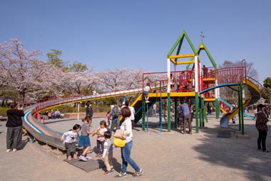 上尾丸山公園 桜並木