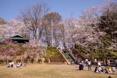 上尾丸山公園 広場