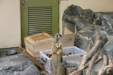 上尾丸山公園 小動物コーナー ミーアキャット